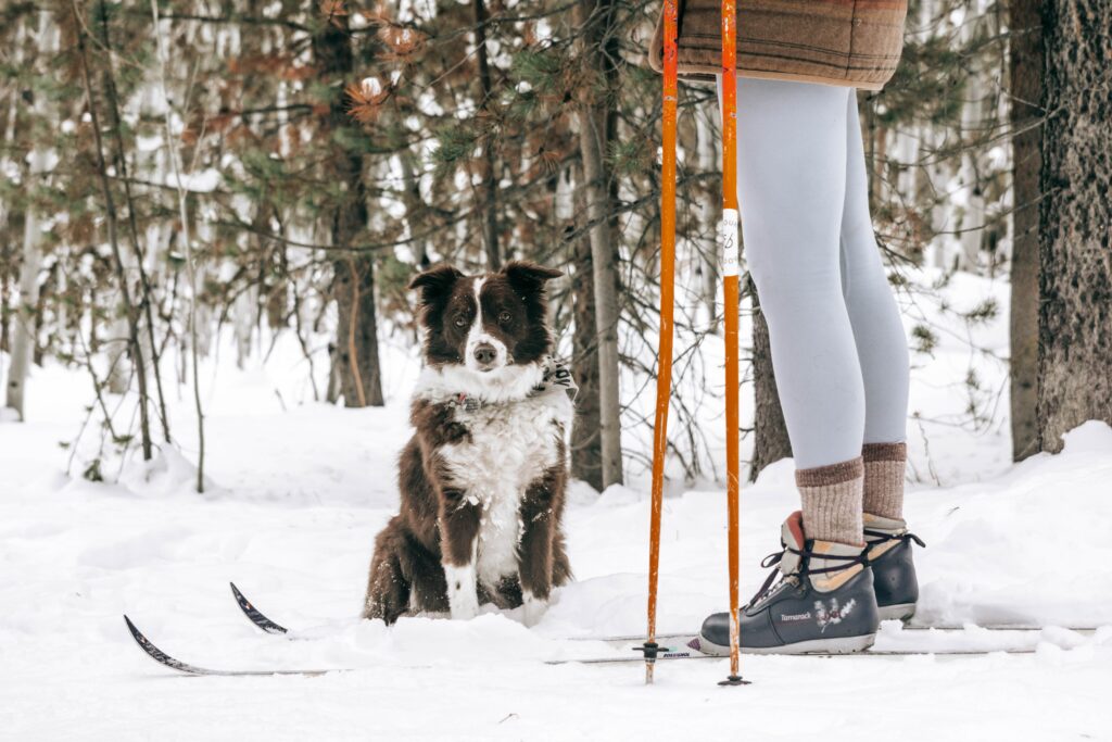 A person is cross-country skiing with his dog