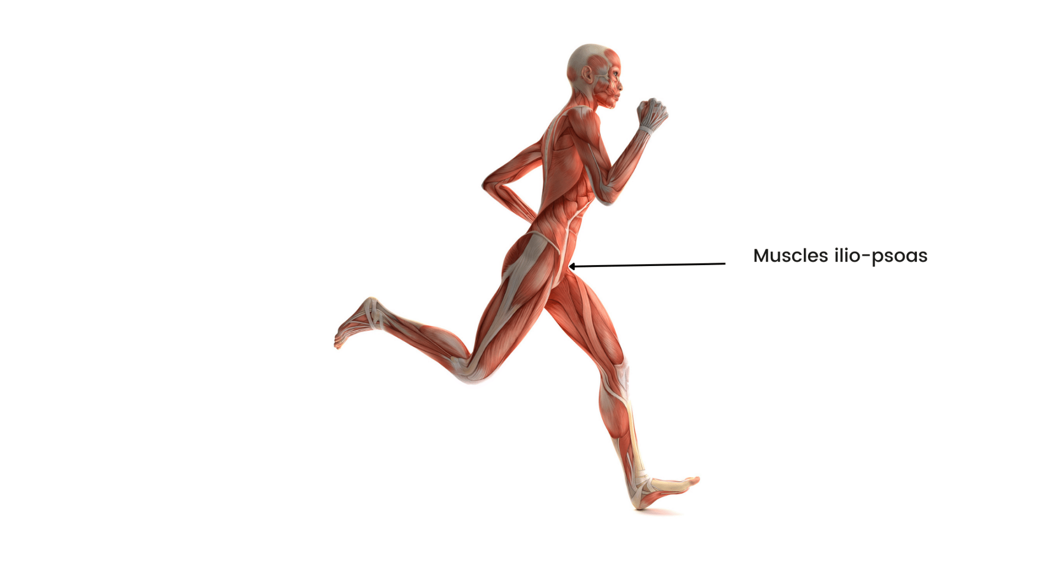 Quels sont les muscles sollicités en course à pied? Défis